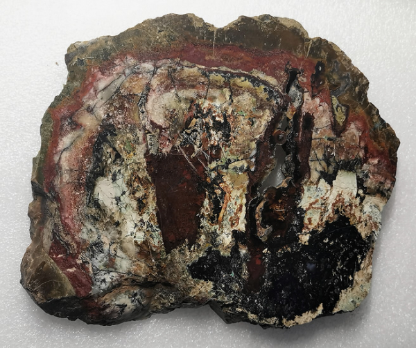 Opaliced,Petrified,Wood,opalisiert,versteinertes Holz,Heilstein,poliert